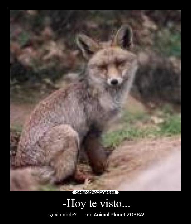 -Hoy te visto... - -¿asi donde? -en Animal Planet ZORRA!