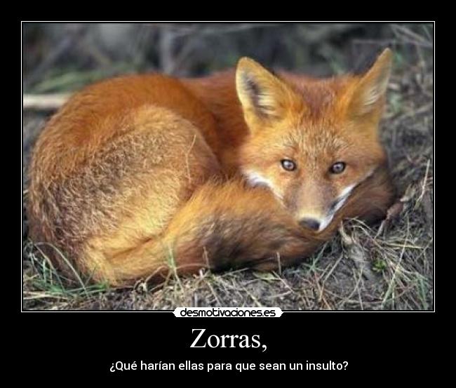 Zorras, - 