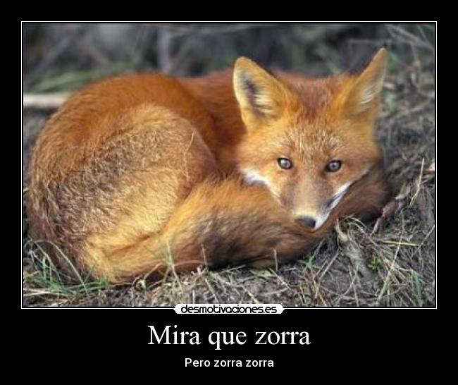what zorra what zorra
