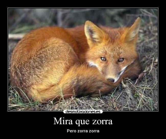 Mira que zorra - Pero zorra zorra