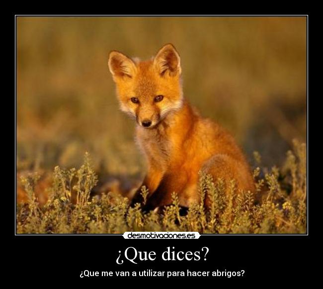 ¿Que dices? -
