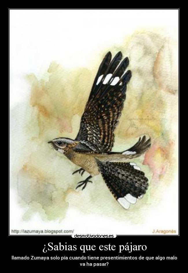 ¿Sabias que este pájaro - 