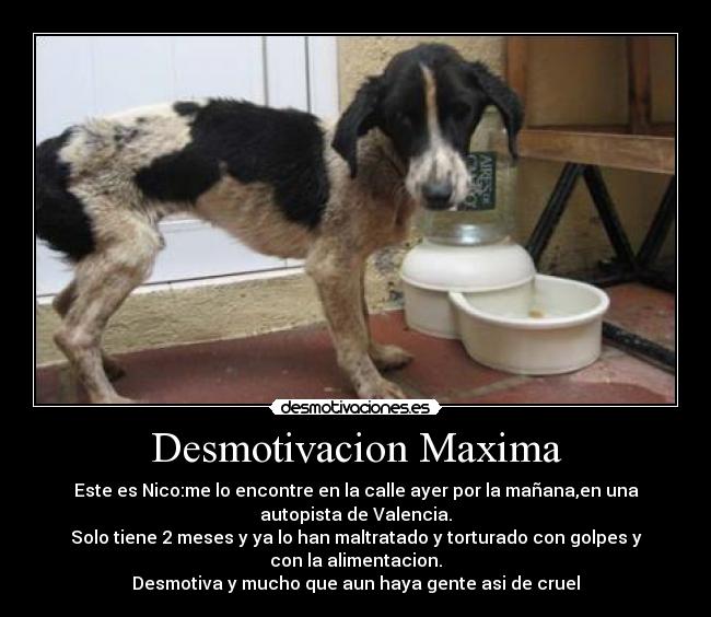 Desmotivacion Maxima - Este es Nico:me lo encontre en la calle ayer por la mañana,en una
autopista de Valencia.
Solo tiene 2 meses y ya lo han maltratado y torturado con golpes y
con la alimentacion.
Desmotiva y mucho que aun haya gente asi de cruel