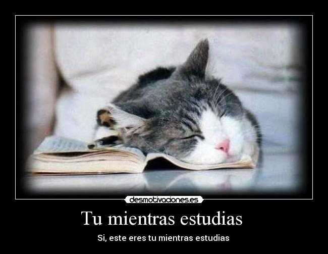 carteles gato desmotivaciones