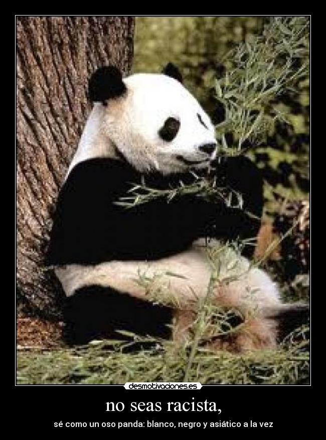 no seas racista, - sé como un oso panda: blanco, negro y asiático a la vez