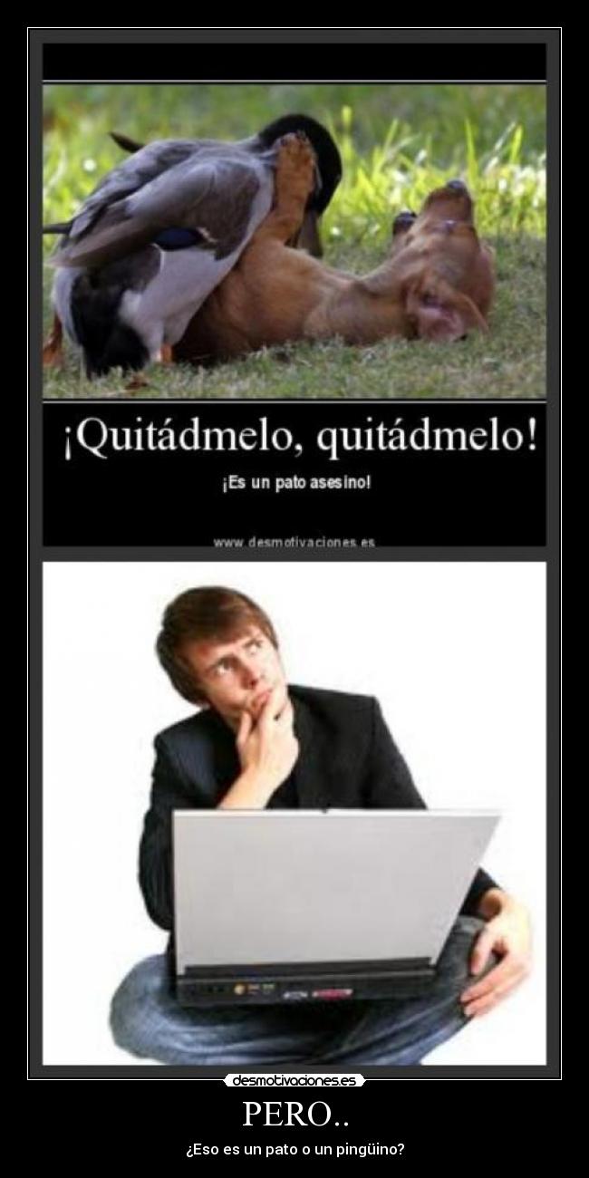 PERO.. - ¿Eso es un pato o un pingüino?