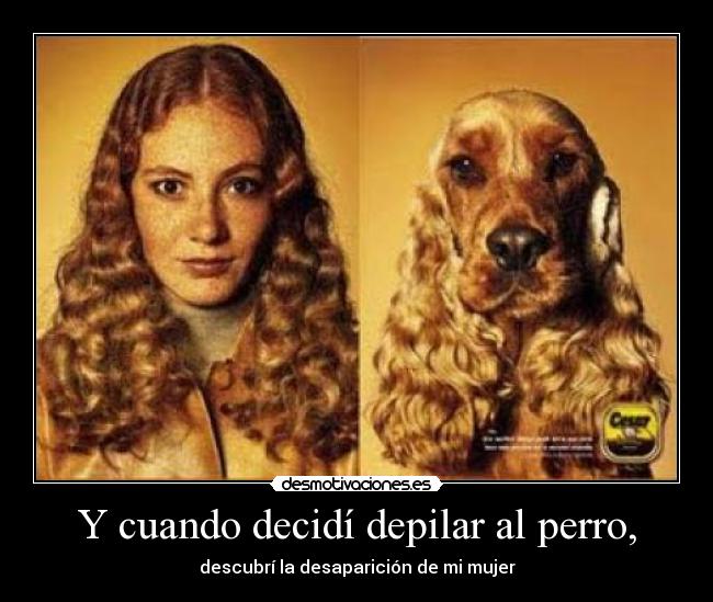 Y cuando decidí depilar al perro, -