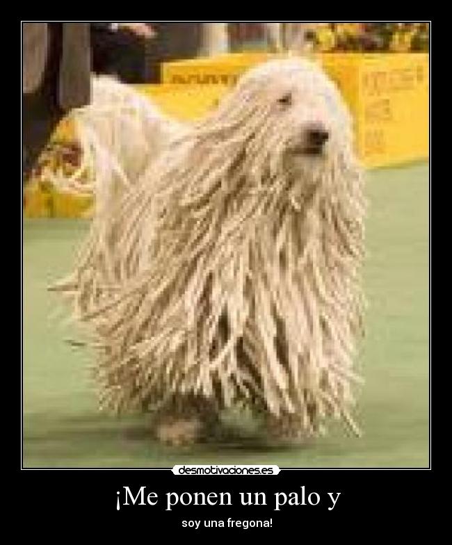 ¡Me ponen un palo y -