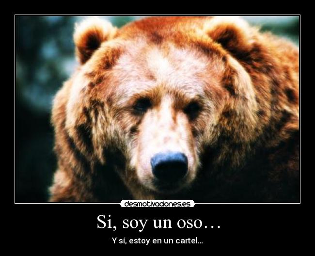 carteles oso desmotivaciones