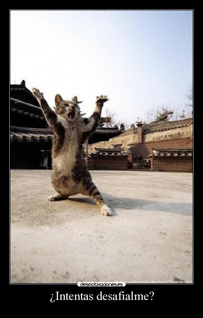 carteles gato desmotivaciones