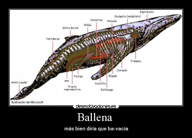Ballena  - más bien diría que ba-vacía
