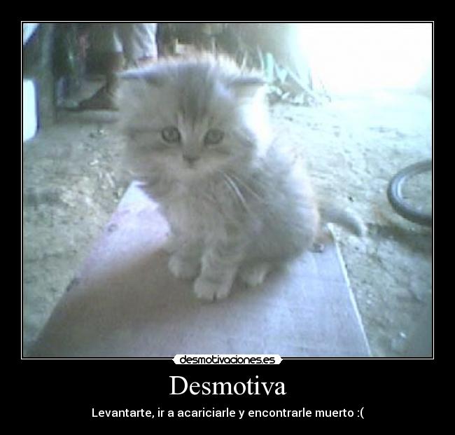 Desmotiva - Levantarte, ir a acariciarle y encontrarle muerto :(