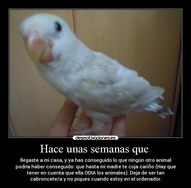 Hace unas semanas que  - 