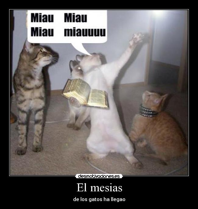 El mesias - de los gatos ha llegao