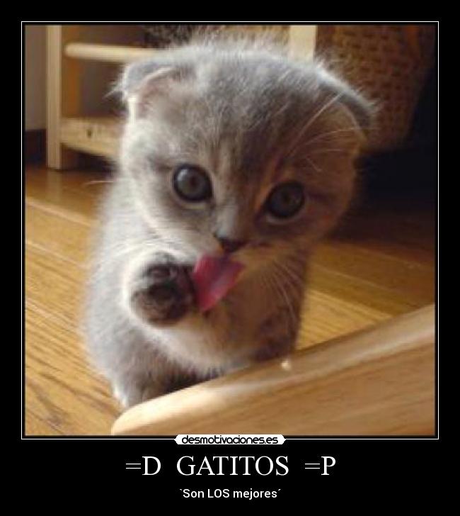 carteles gato desmotivaciones