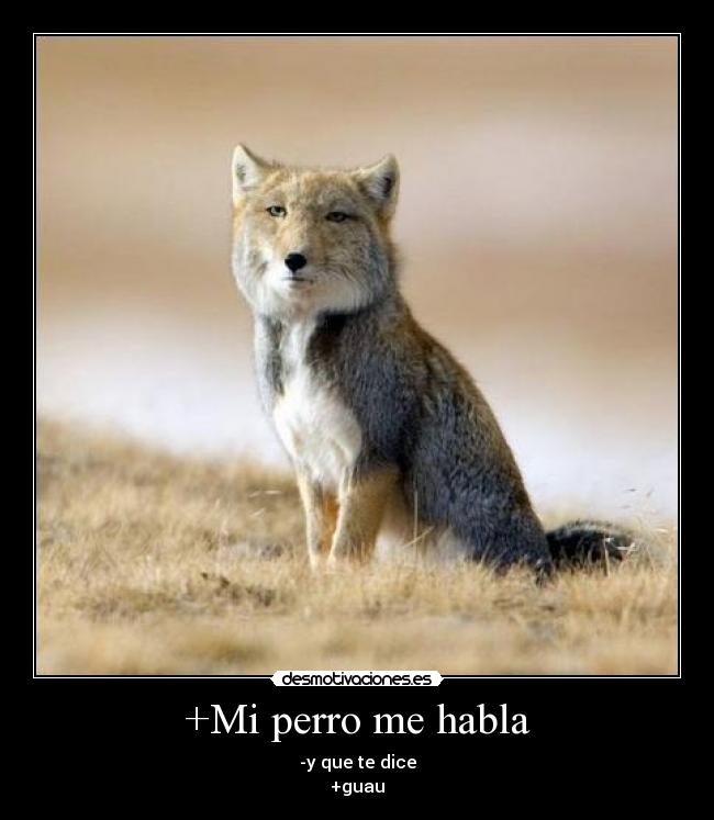 +Mi perro me habla - -y que te dice
+guau