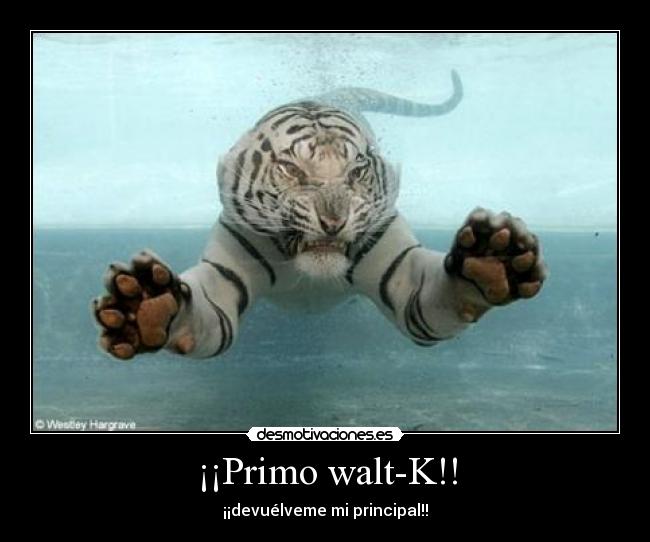 ¡¡Primo walt-K!! -
