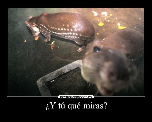¿Y tú qué miras? -    