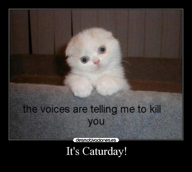Its Caturday! -