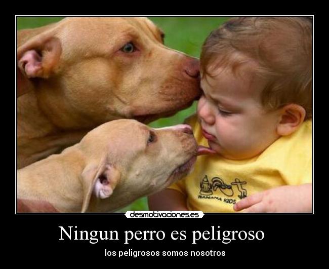 Ningun perro es peligroso  - 