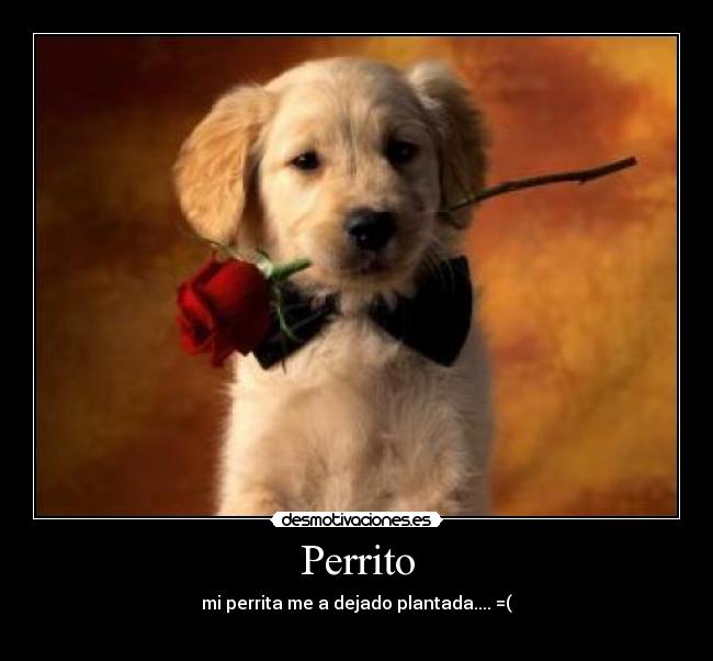 Perrito -