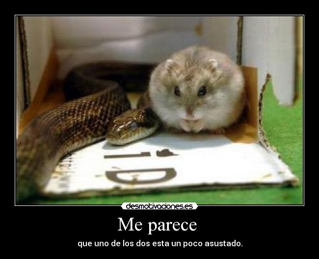 Me parece - que uno de los dos esta un poco asustado.