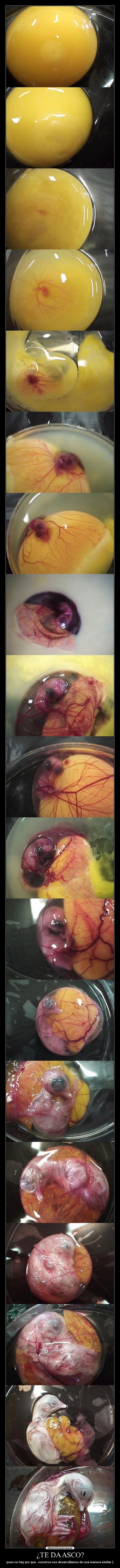 carteles pollito desarrollo desmotivaciones