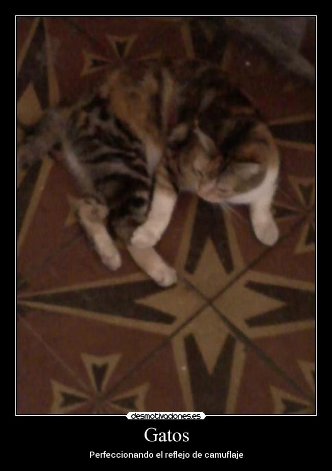 Gatos - 
