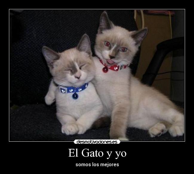El Gato y yo - somos los mejores