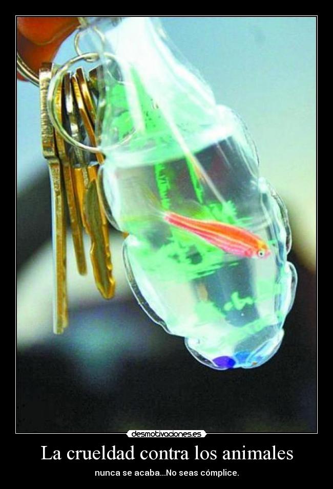 La crueldad contra los animales -