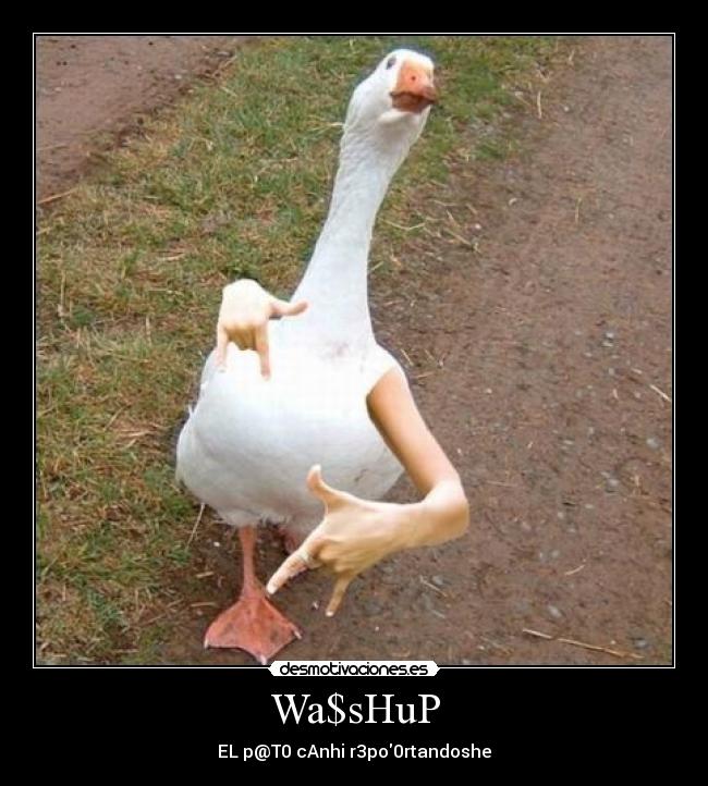 Wa$sHuP - EL p@T0 cAnhi r3po0rtandoshe