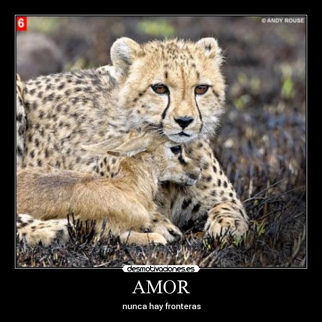 AMOR - 