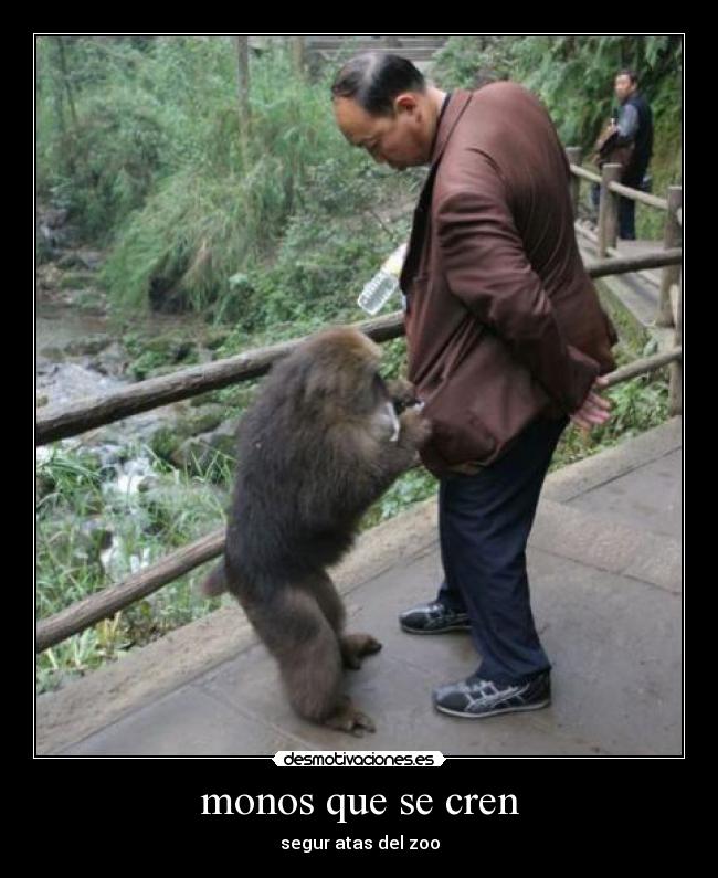 monos que se cren - segur atas del zoo