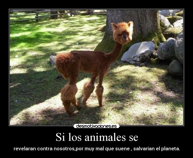 carteles animales salvaranimaltierra desmotivaciones