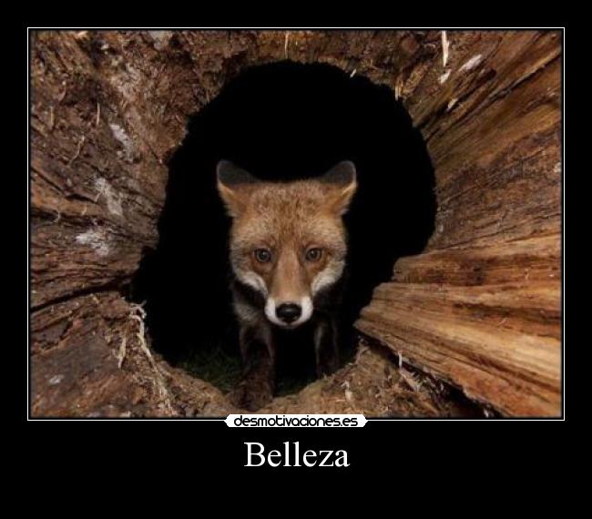 Belleza -