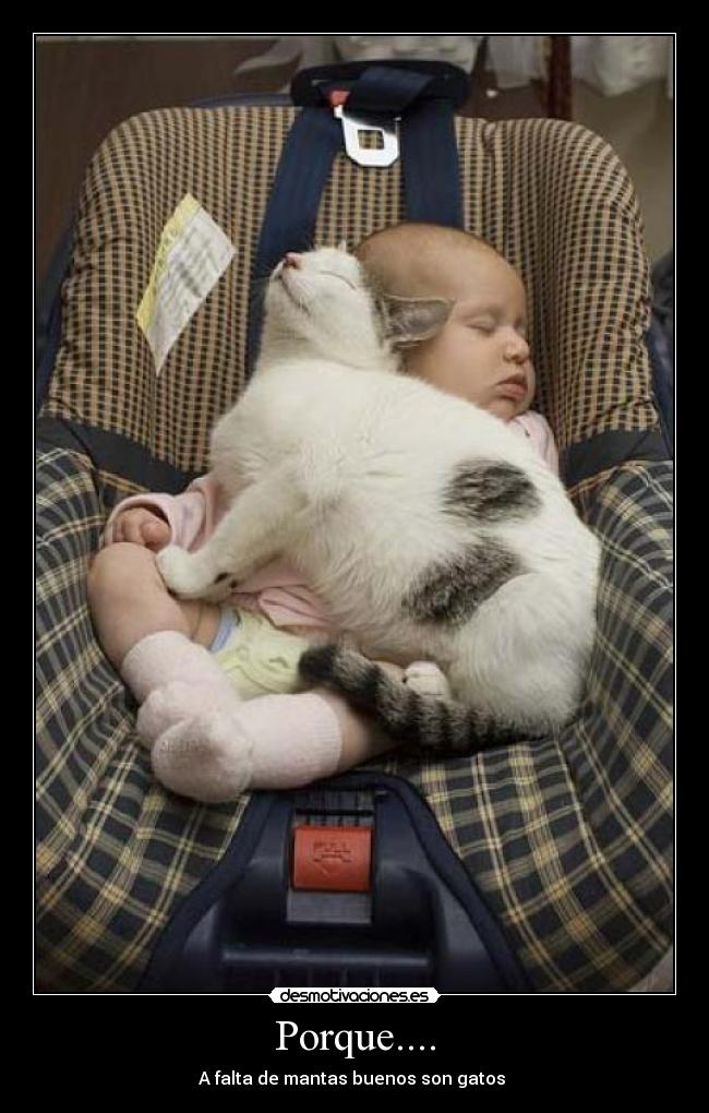 Porque.... - A falta de mantas buenos son gatos