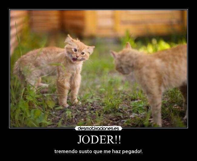 carteles joder susto tremendo que gatos lindos desmotivaciones