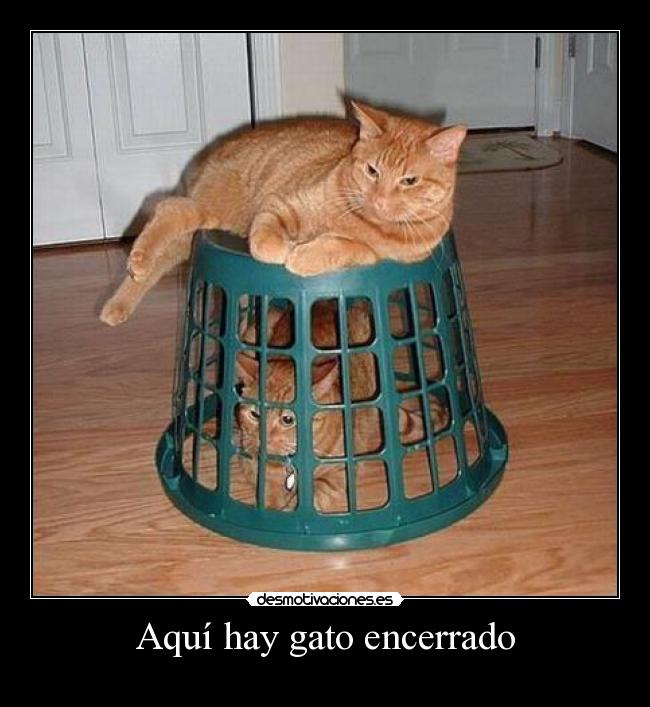 Aquí hay gato encerrado - 