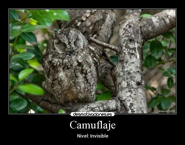 Camuflaje -