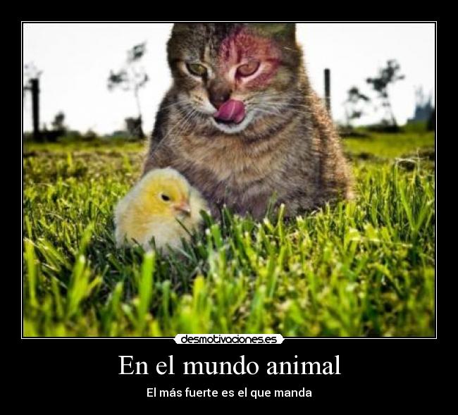 En el mundo animal - El más fuerte es el que manda