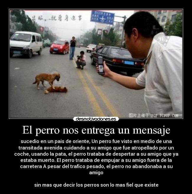 El perro nos entrega un mensaje -