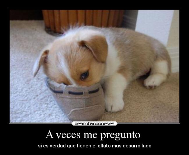 A veces me pregunto  - 