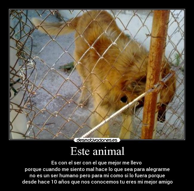 Este animal - 