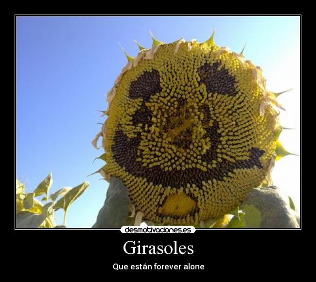 Girasoles - Que están forever alone