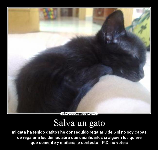 Salva un gato - mi gata ha tenido gatitos he conseguido regalar 3 de 6 si no soy capaz
de regalar a los demas abra que sacrificarlos si alguien los quiere
que comente y mañana le contesto    P.D: no voteis