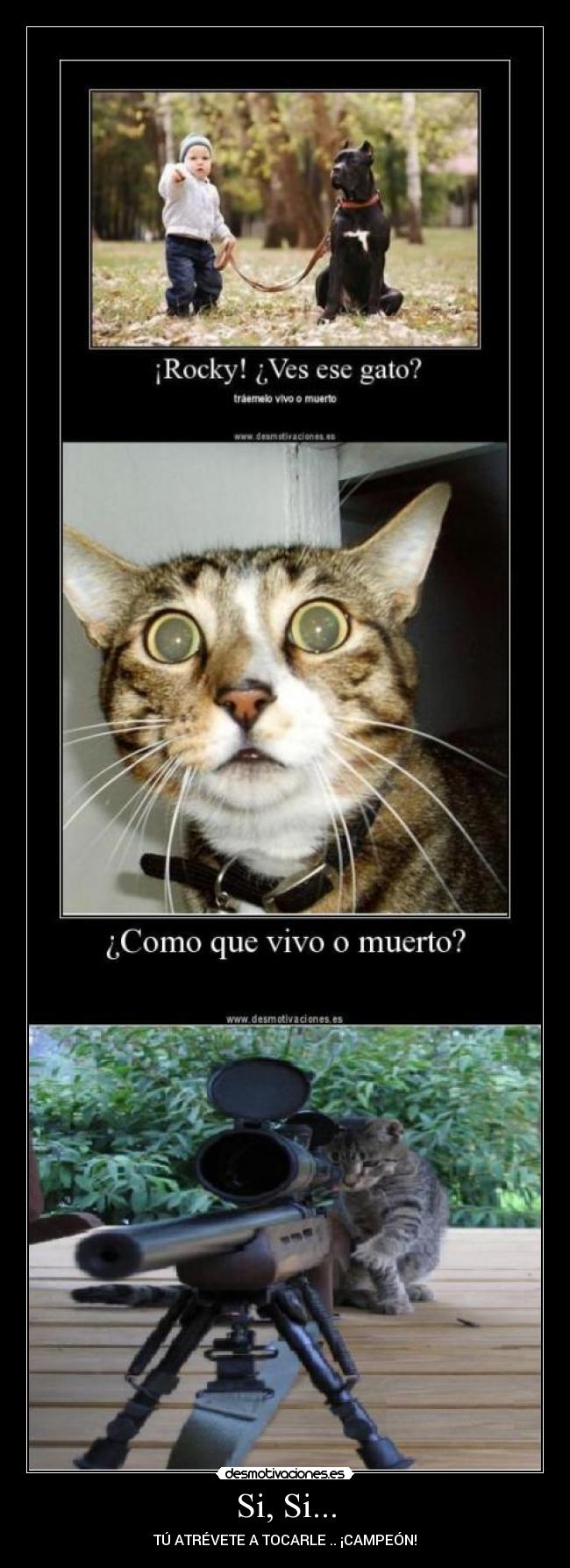 carteles gatosfrancotirador desmotivaciones