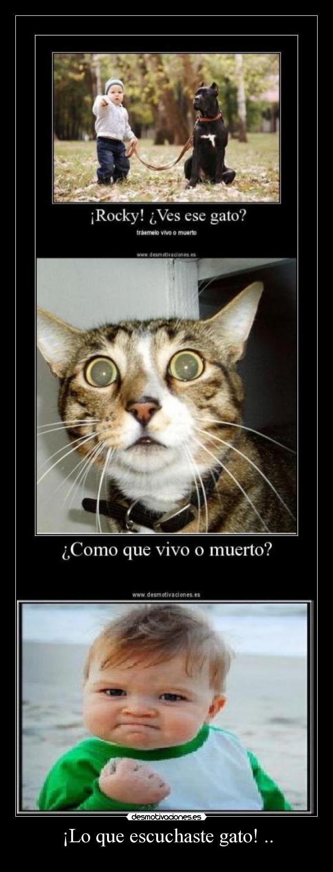 ¡Lo que escuchaste gato! .. - 