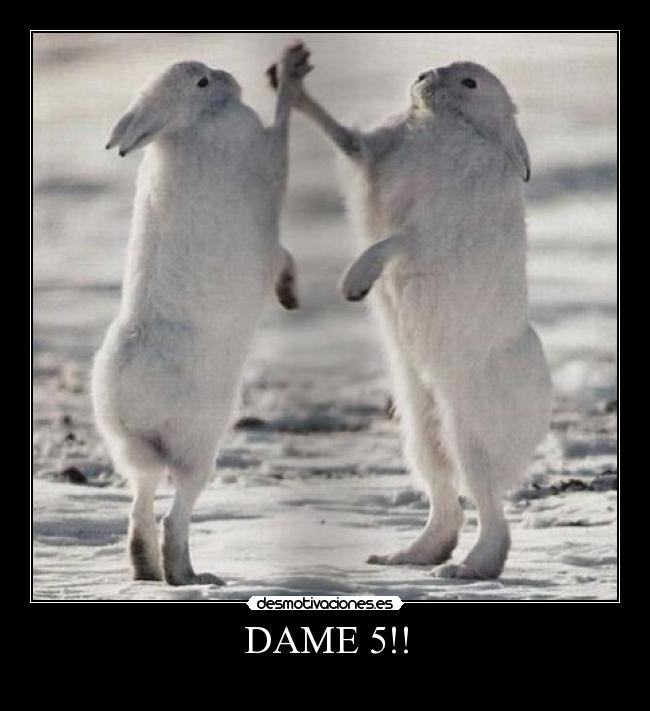 DAME 5!! - 
