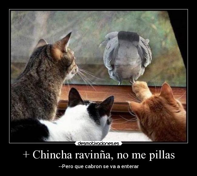 + Chincha ravinña, no me pillas - --Pero que cabron se va a enterar