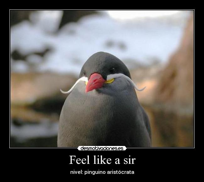 Feel like a sir - nivel: pinguino aristócrata